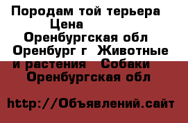 Породам той терьера › Цена ­ 3 000 - Оренбургская обл., Оренбург г. Животные и растения » Собаки   . Оренбургская обл.